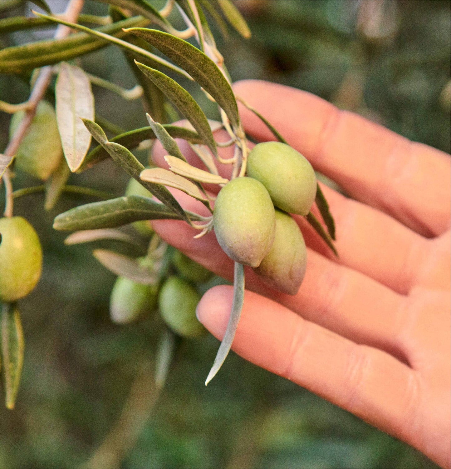 "Drizzle" Olive Oil